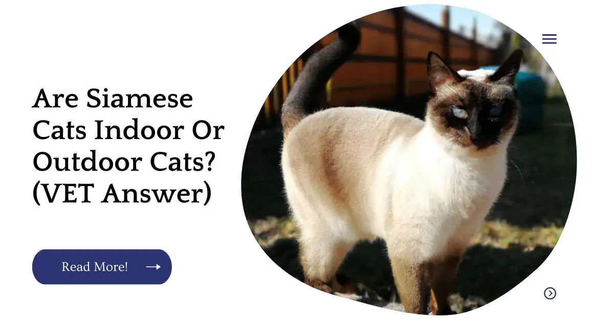 Are Siamese Cats Indoor Or Outdoor Cats? (VET Answer)