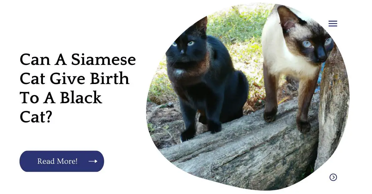 Can A Siamese Cat Give Birth To A Black Cat?