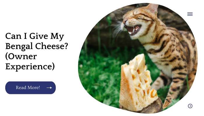 Can I Give My Bengal Cheese? (Owner Experience)