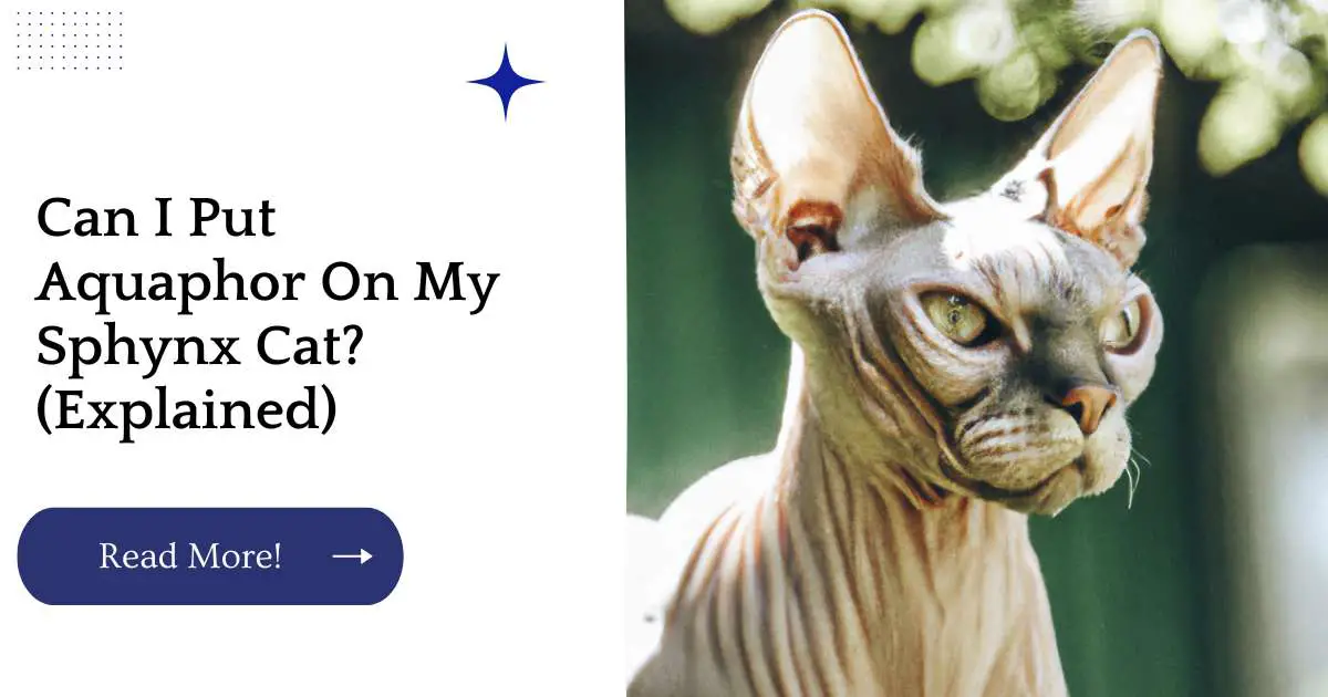 Can I Put Aquaphor On My Sphynx Cat? (Explained)