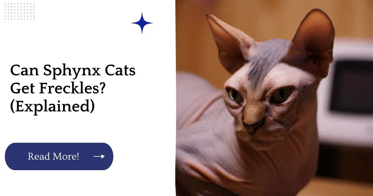 Can Sphynx Cats Get Freckles? (Explained)