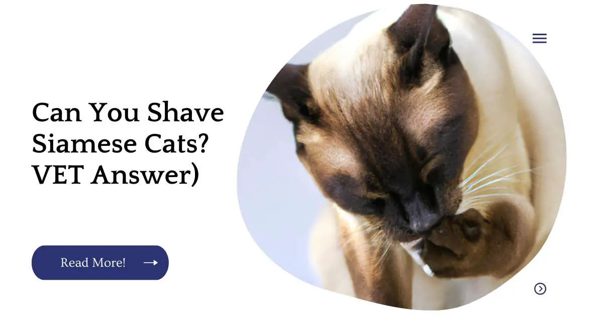 Can You Shave Siamese Cats? VET Answer)