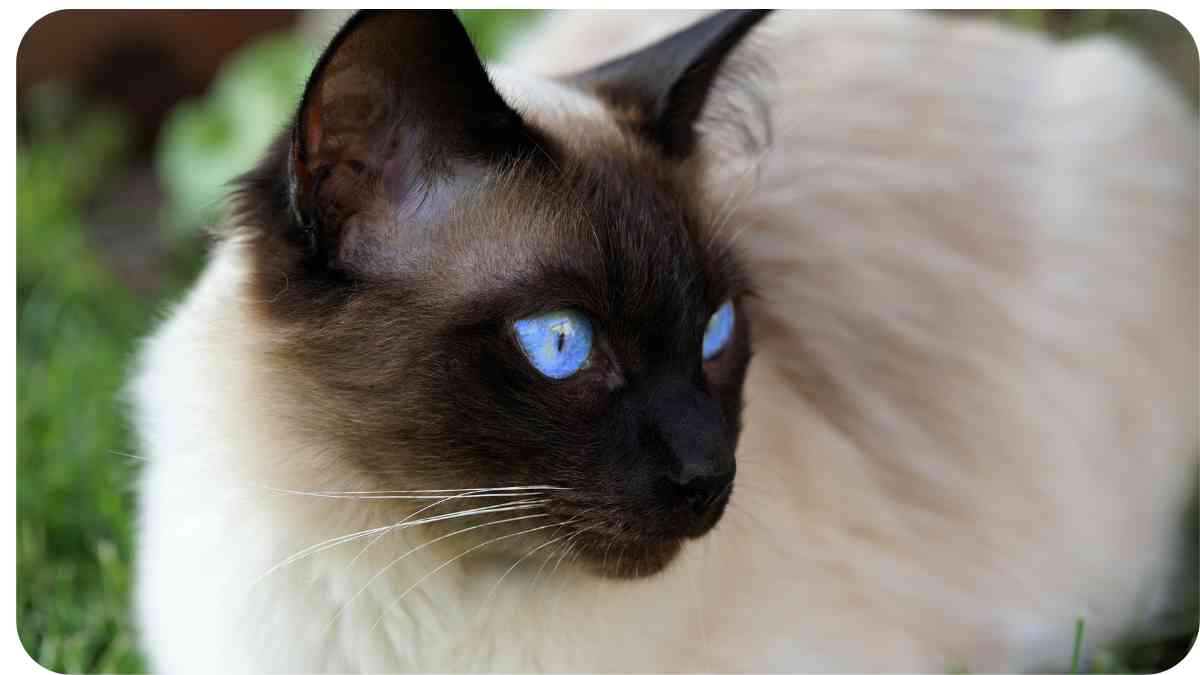 Decoding Tortie Point Siamese Cat Worth: A Comprehensive Guide