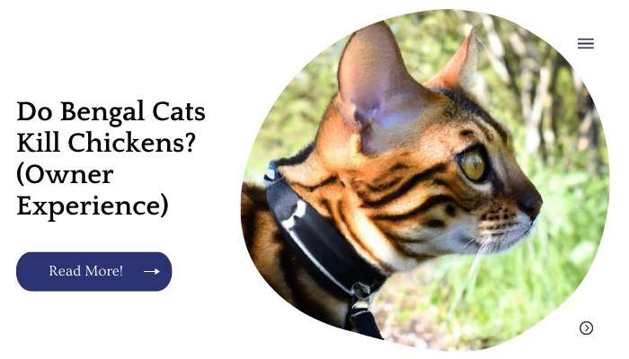 Do Bengal Cats Kill Chickens? (Owner Experience)