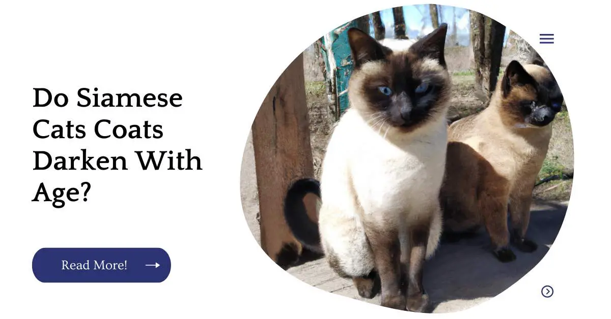 Do Siamese Cats Coats Darken With Age?