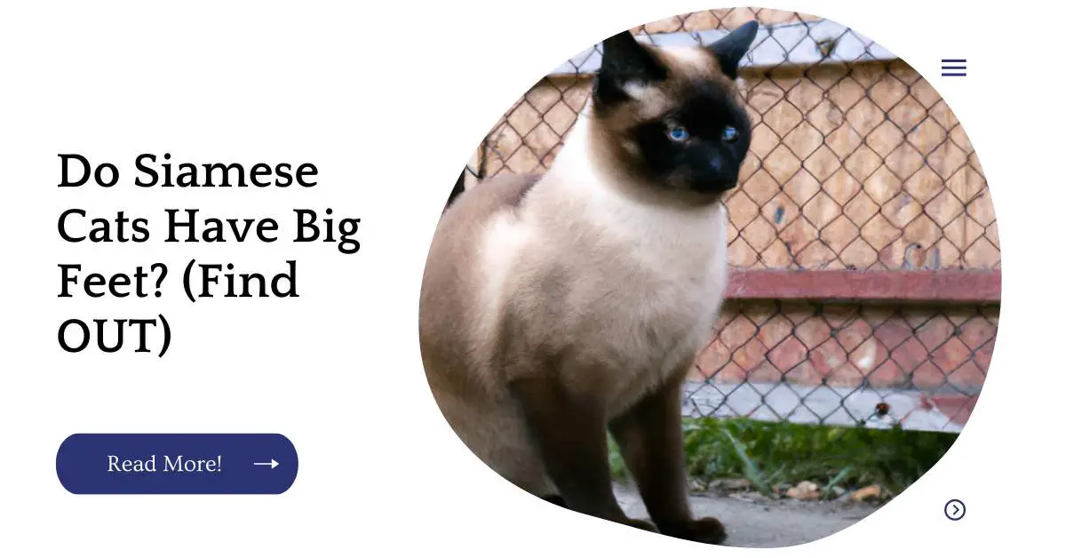 Do Siamese Cats Have Big Feet? (Find OUT)
