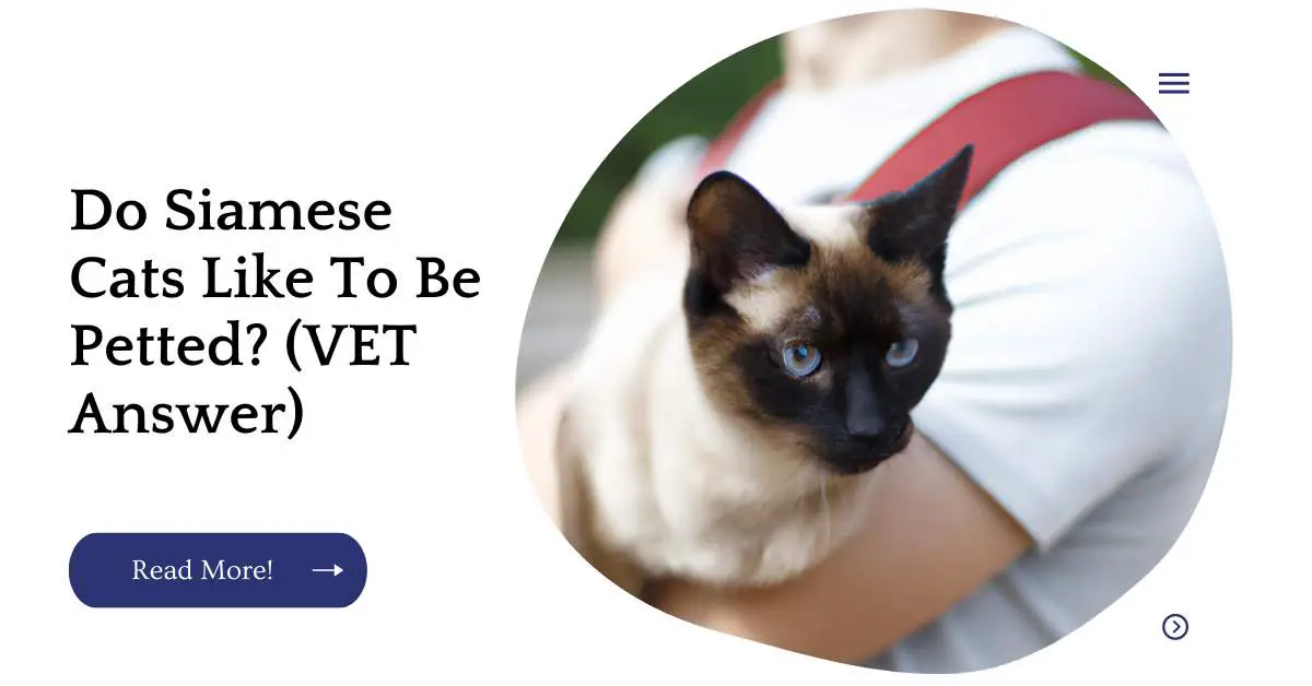 Do Siamese Cats Like To Be Petted? (VET Answer)