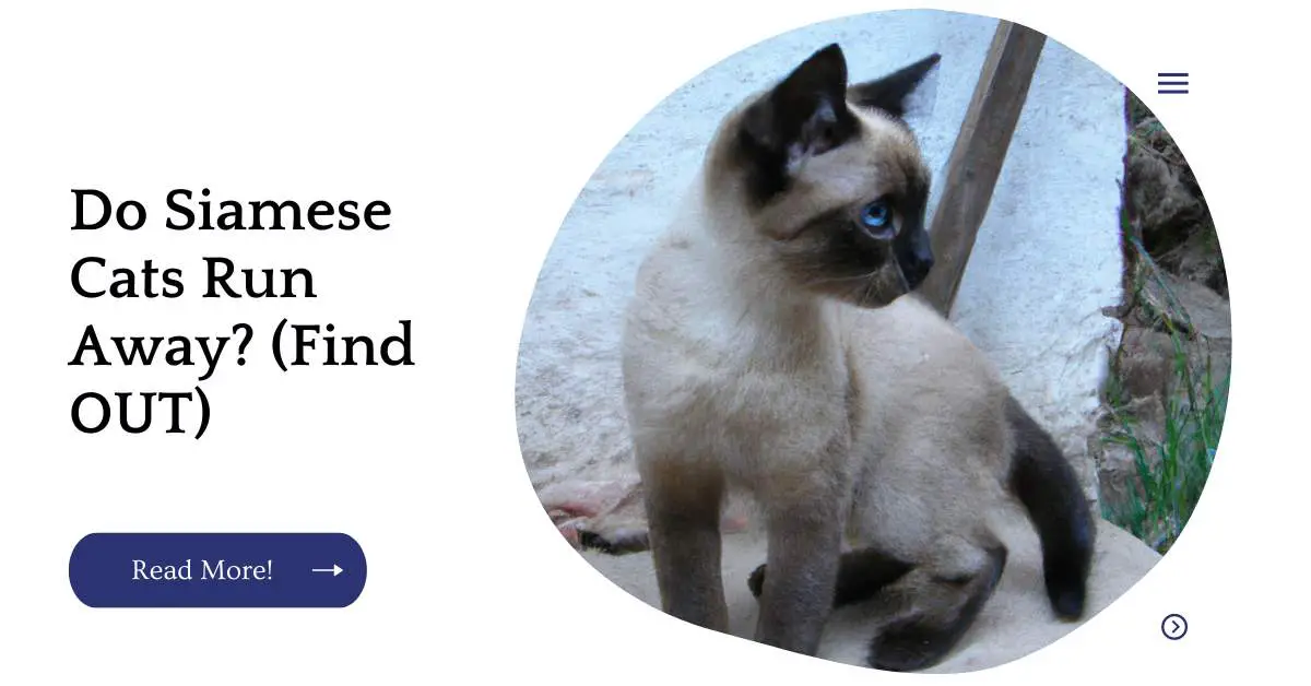 Do Siamese Cats Run Away? (Find OUT)