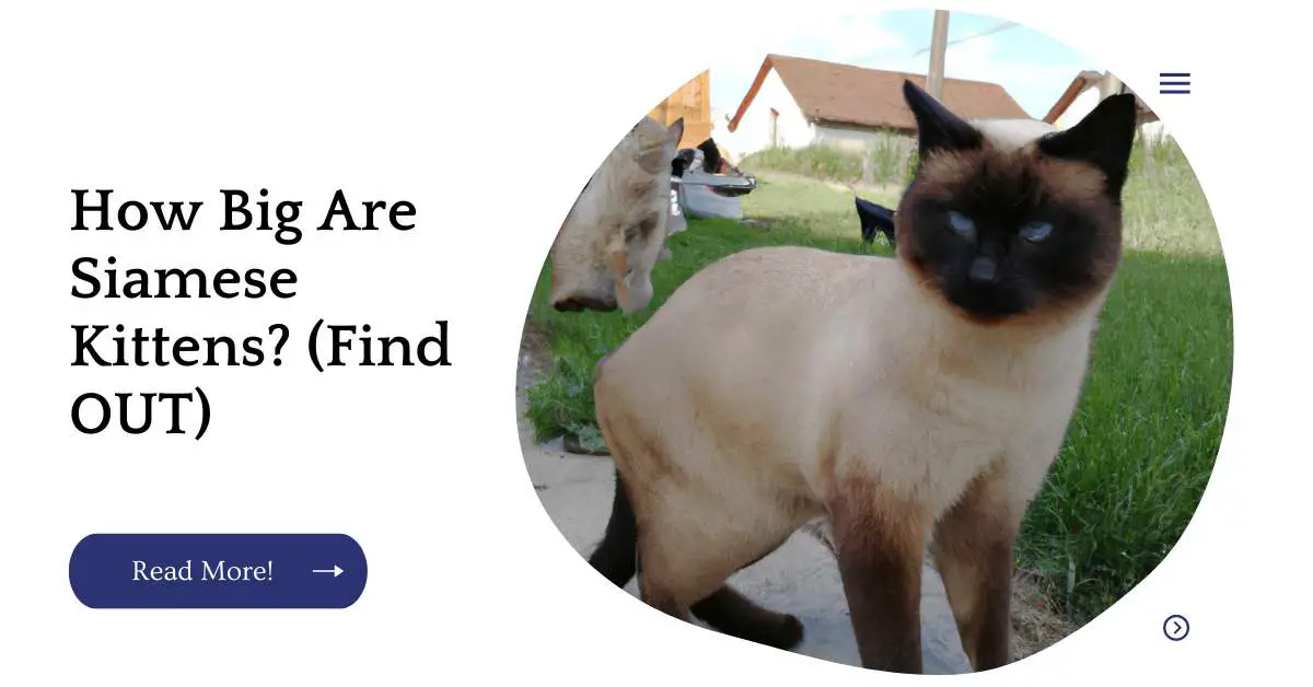 How Big Are Siamese Kittens? (Find OUT)
