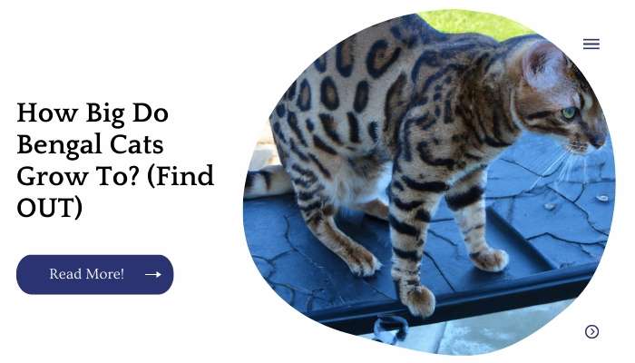 How Big Do Bengal Cats Grow To? (Find OUT)
