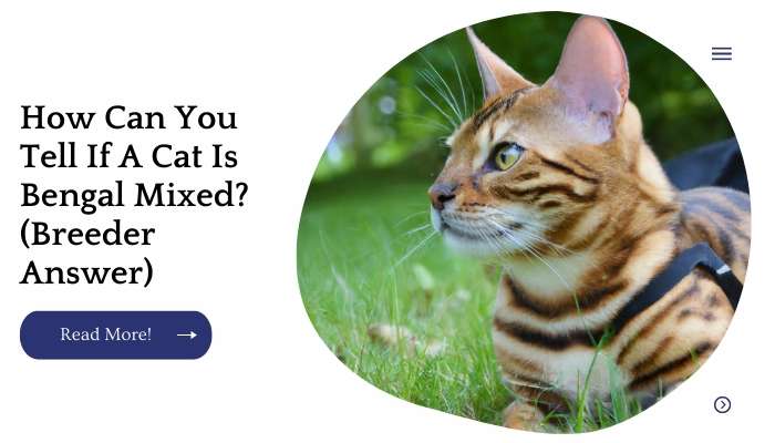 How Can You Tell If A Cat Is Bengal Mixed? (Breeder Answer)