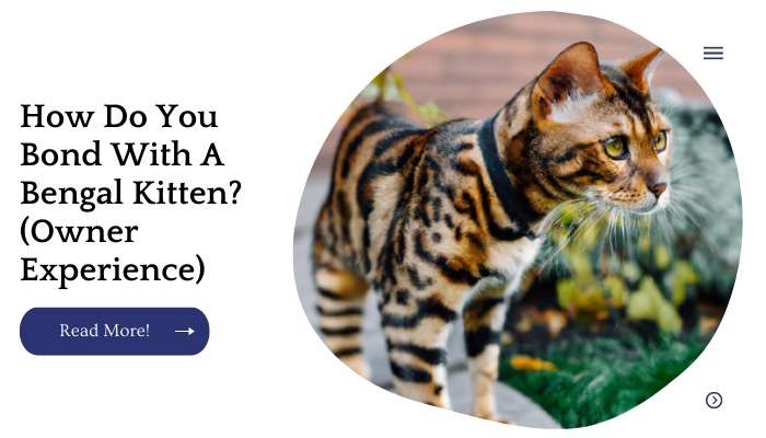 How Do You Bond With A Bengal Kitten? (Owner Experience)