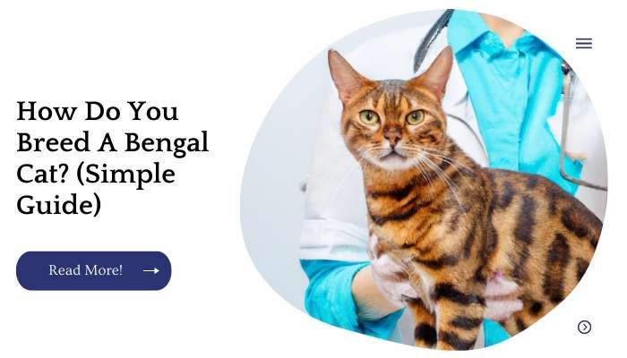How Do You Breed A Bengal Cat? (Simple Guide)