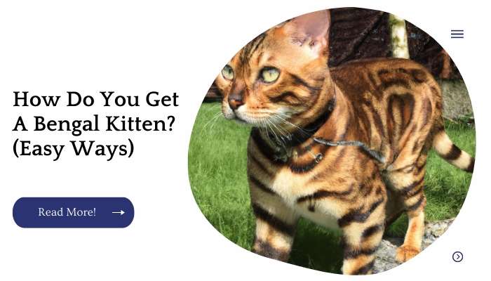 How Do You Get A Bengal Kitten? (Easy Ways)