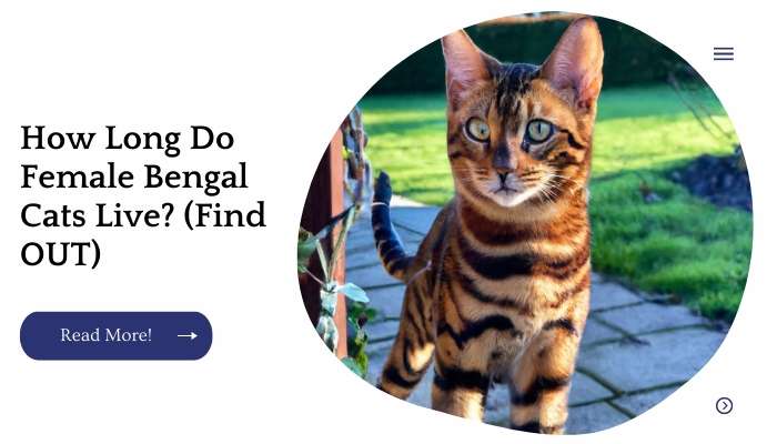 How Long Do Female Bengal Cats Live? (Find OUT)