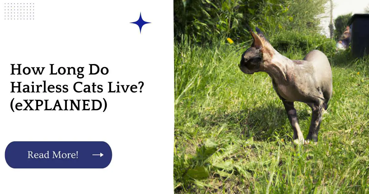 How Long Do Hairless Cats Live? (eXPLAINED)