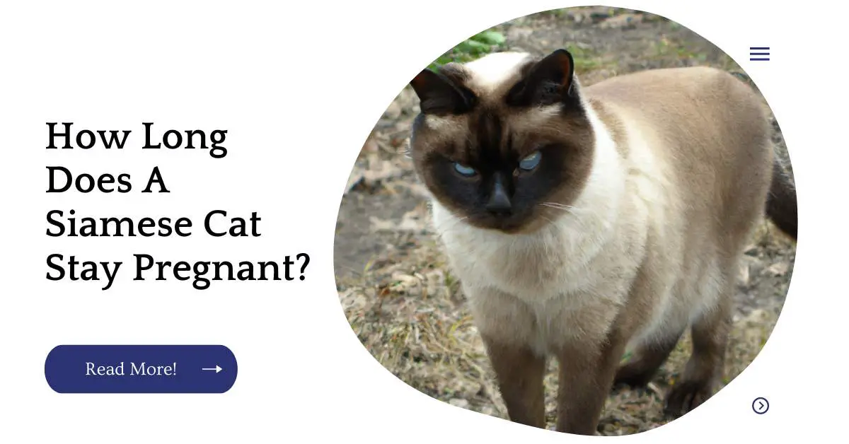 How Long Does A Siamese Cat Stay Pregnant?