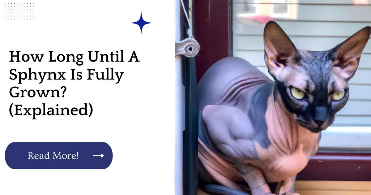 How Long Until A Sphynx Is Fully Grown? (Explained)