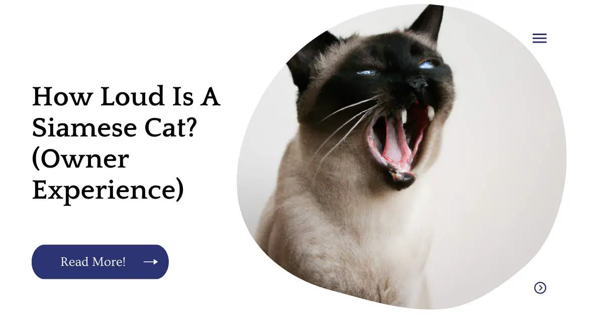 How Loud Is A Siamese Cat? (Owner Experience)