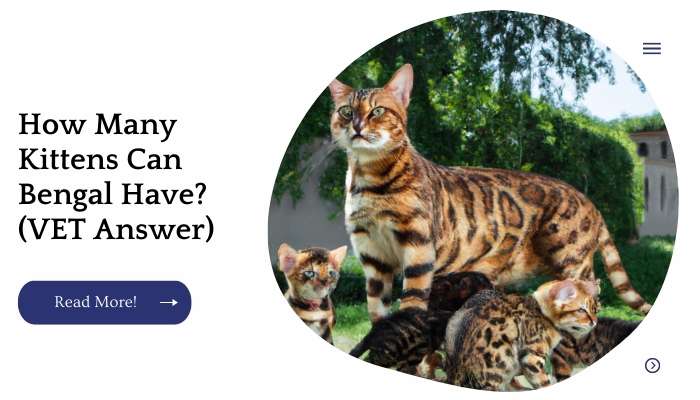 How Many Kittens Can Bengal Have? (VET Answer)