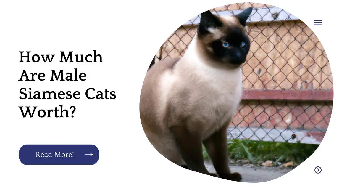 How Much Are Male Siamese Cats Worth?