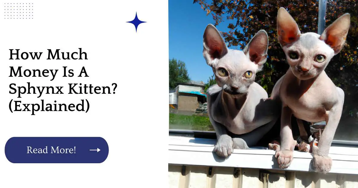 How Much Money Is A Sphynx Kitten? (Explained)
