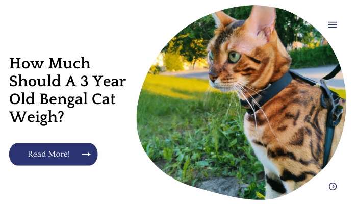 How Much Should A 3 Year Old Bengal Cat Weigh?