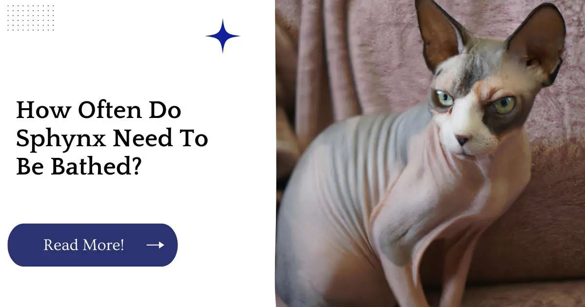 How Often Do Sphynx Need To Be Bathed?
