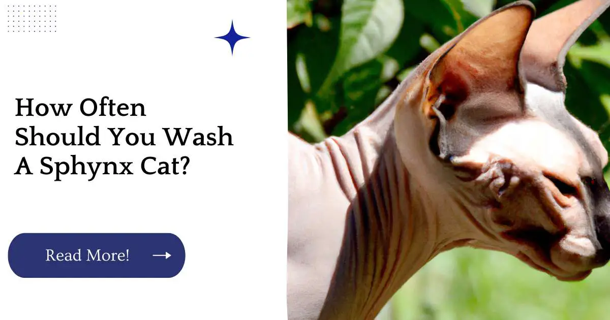 How Often Should You Wash A Sphynx Cat?