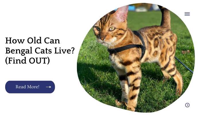 How Old Can Bengal Cats Live? (Find OUT)