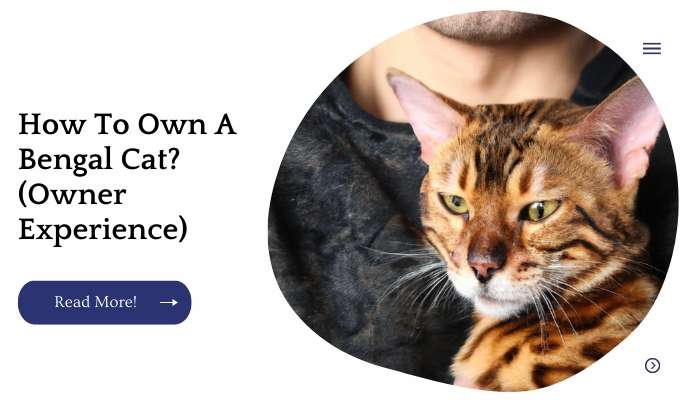 How To Own A Bengal Cat? (Owner Experience)