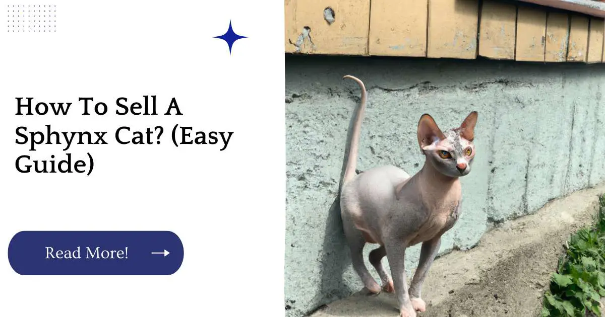 How To Sell A Sphynx Cat? (Easy Guide)