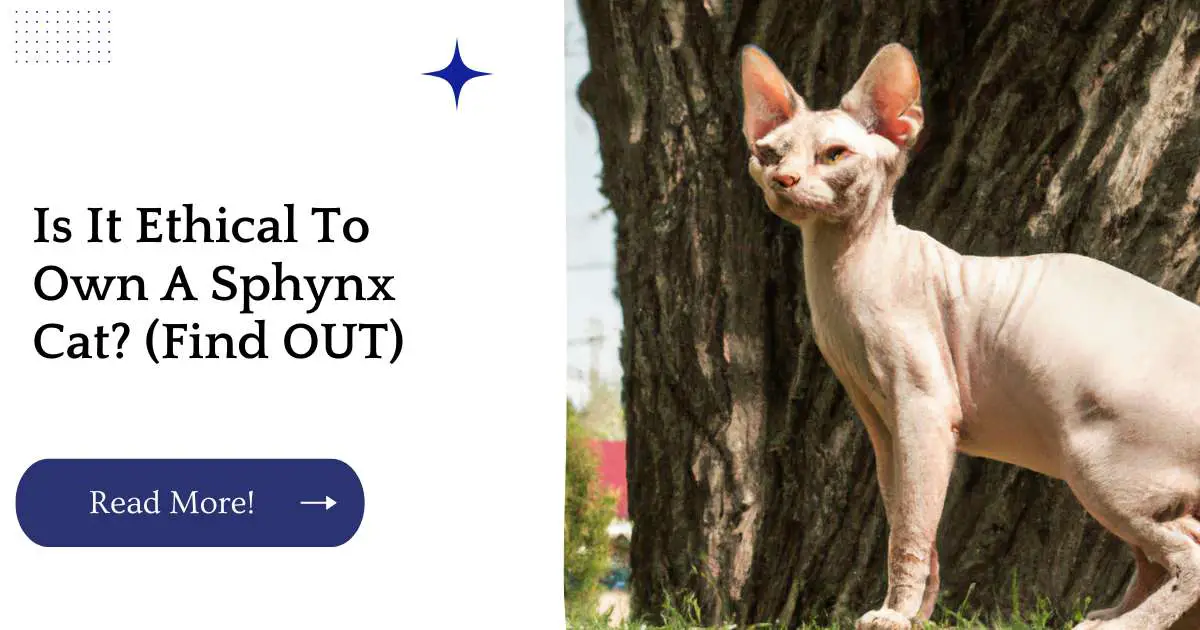 Is It Ethical To Own A Sphynx Cat? (Find OUT)
