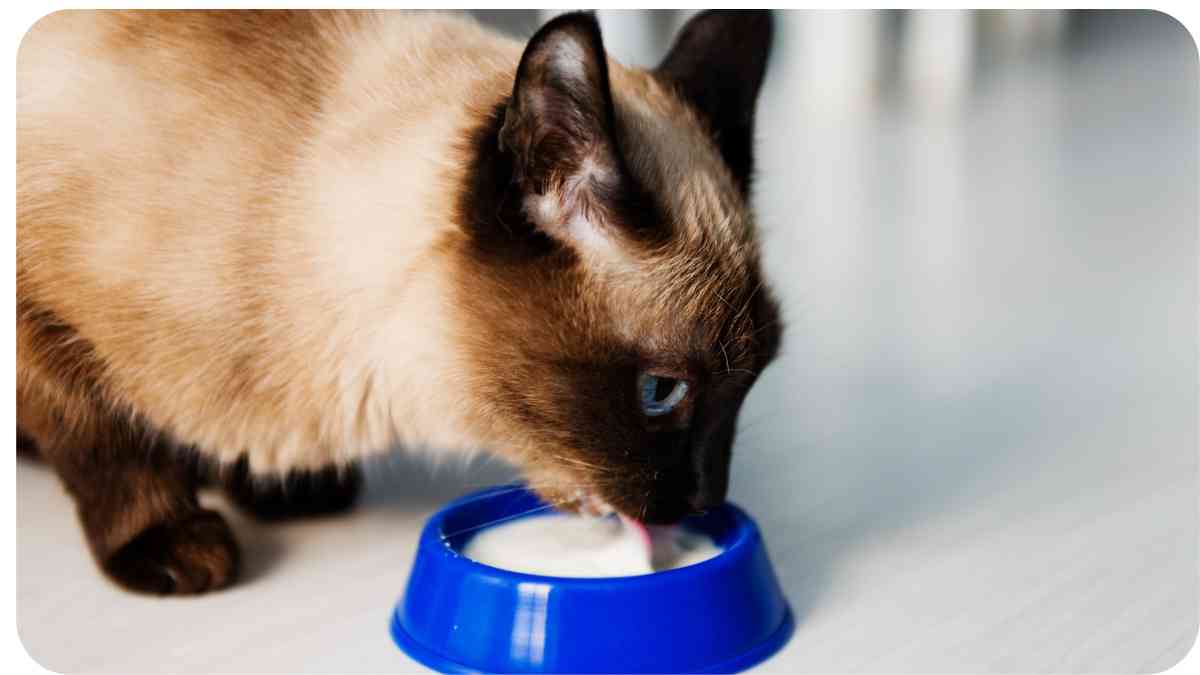 Navigating the Siamese Cat Diet: Milk Myths and Realities