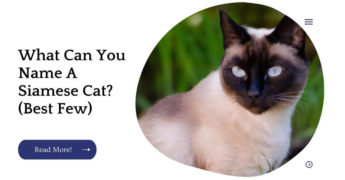 What Can You Name A Siamese Cat? (Best Few)
