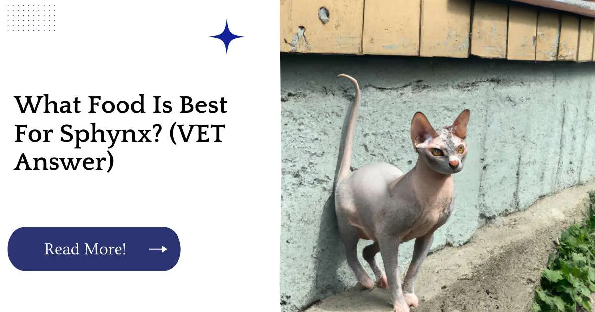 What Food Is Best For Sphynx? (VET Answer)