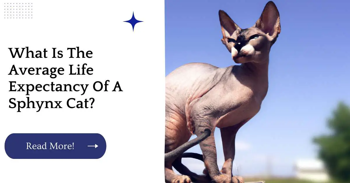 What Is The Average Life Expectancy Of A Sphynx Cat?