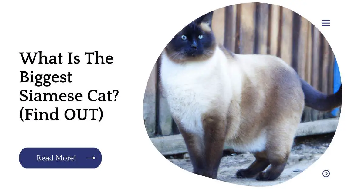 What Is The Biggest Siamese Cat? (Find OUT)