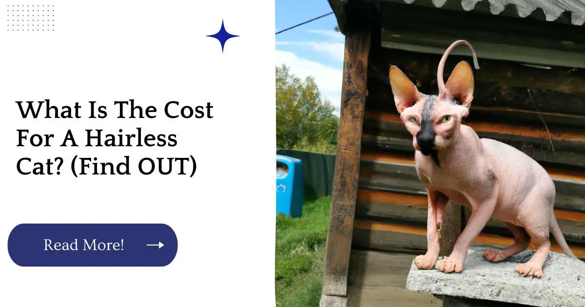 What Is The Cost For A Hairless Cat? (Find OUT)