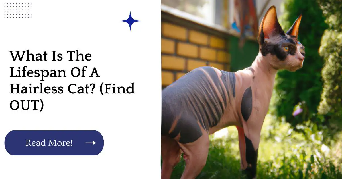 What Is The Lifespan Of A Hairless Cat? (Find OUT)