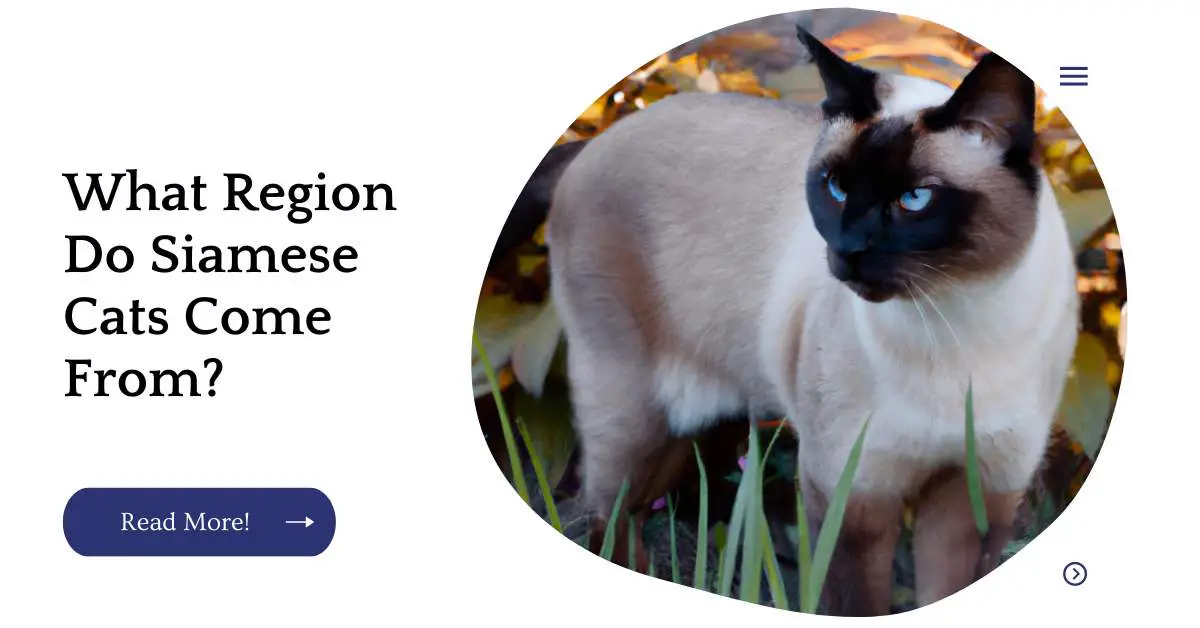 What Region Do Siamese Cats Come From?