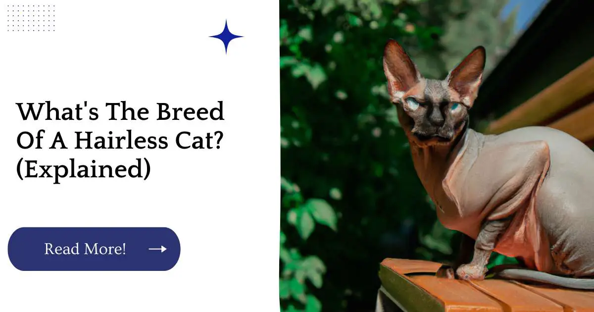 What's The Breed Of A Hairless Cat? (Explained)