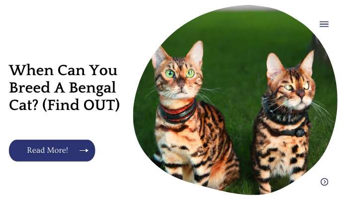 When Can You Breed A Bengal Cat? (Find OUT)