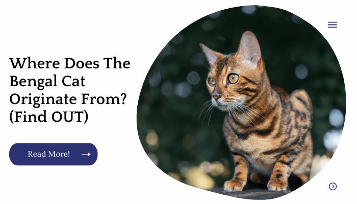 Where Does The Bengal Cat Originate From? (Find OUT)