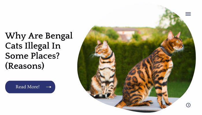 Why Are Bengal Cats Illegal In Some Places? (Reasons)