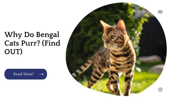 Why Do Bengal Cats Purr? (Find OUT)