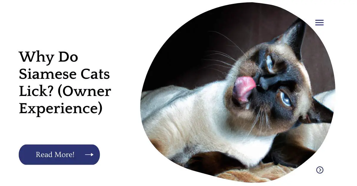 Why Do Siamese Cats Lick? (Owner Experience)