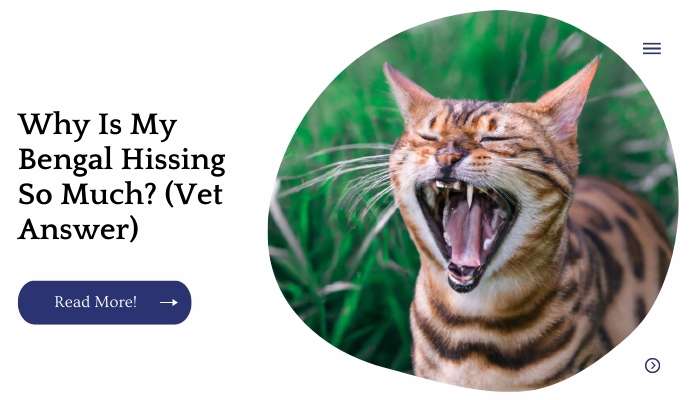 Why Is My Bengal Hissing So Much? (Vet Answer)