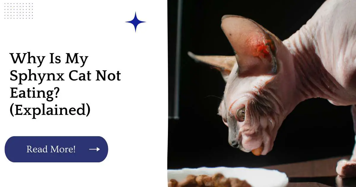 Why Is My Sphynx Cat Not Eating? (Explained)