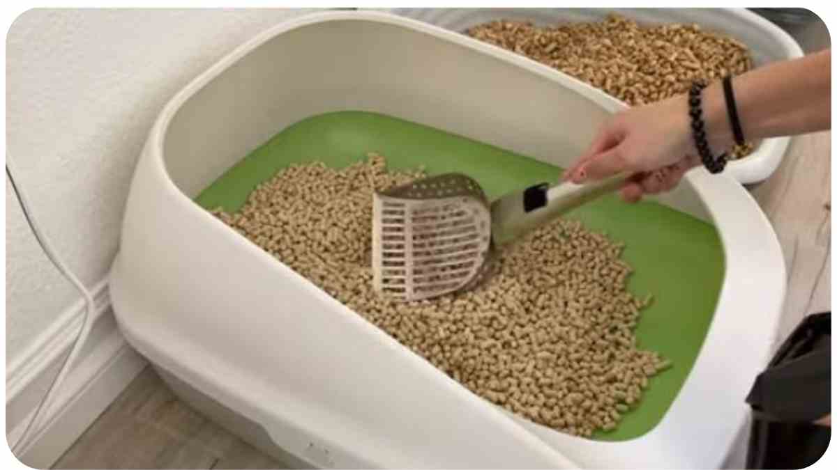 Breeze Litter Box System How to Clean and Maintain